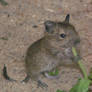 Degu baby cuteness