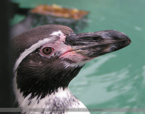 Humboldt Penguin face