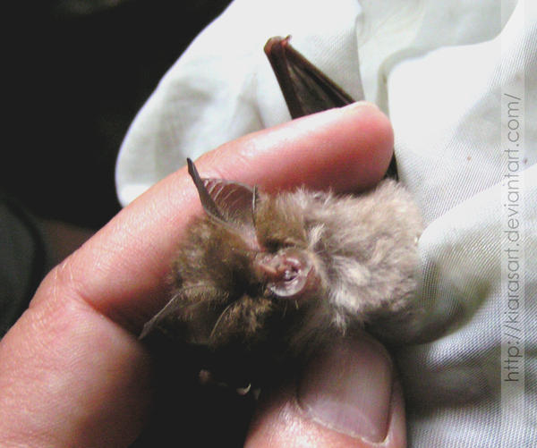 Lesser Horseshoe Bat