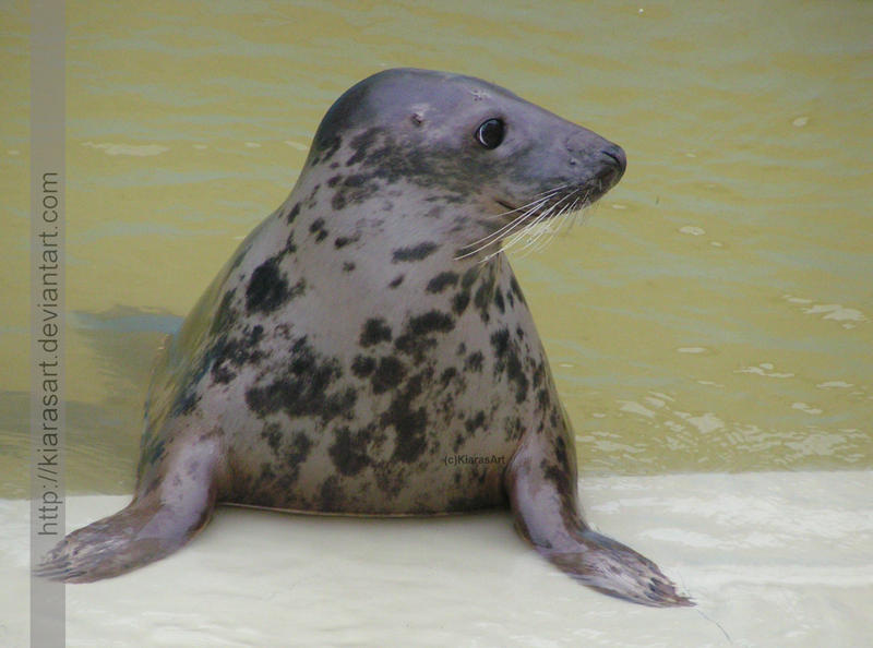 pleased grey seal