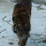 sumatran tiger 1