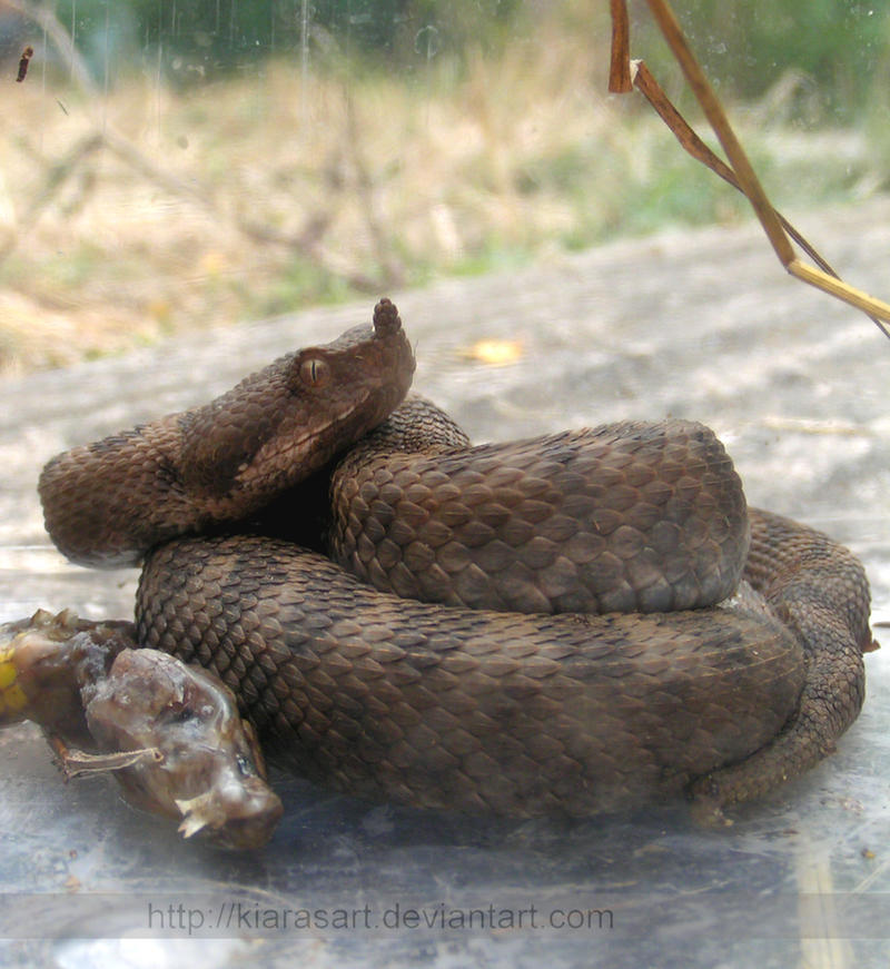 Sand viper