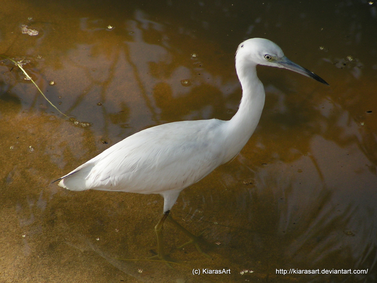 white water bird