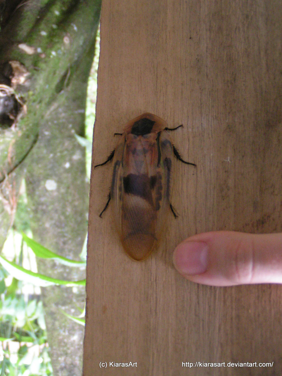 Giant cockroach