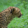 Cheetah profile