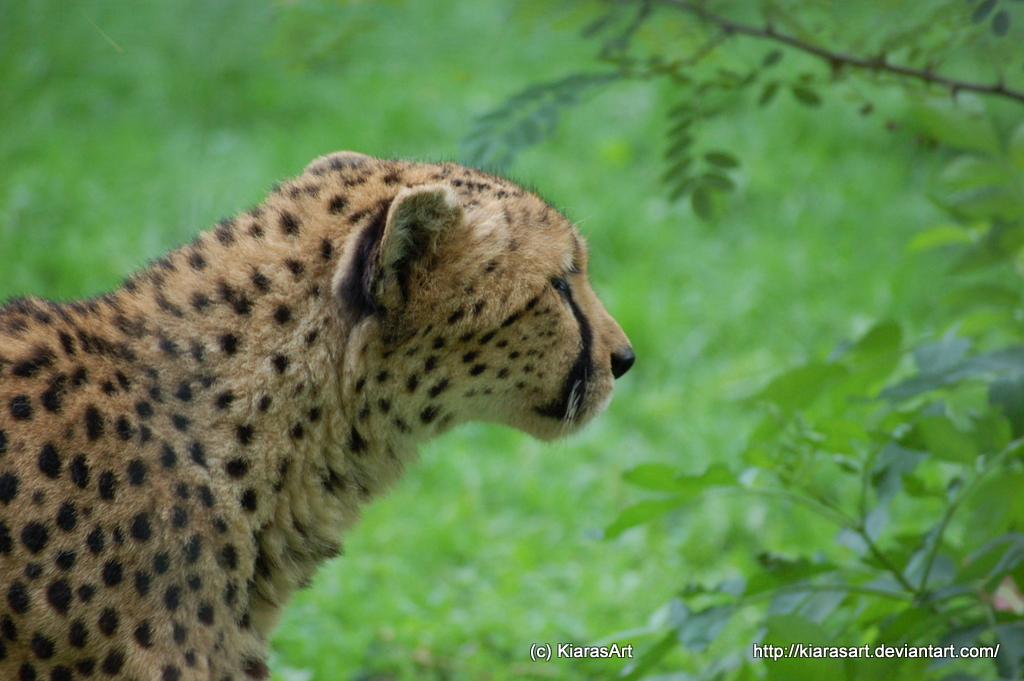 Cheetah profile