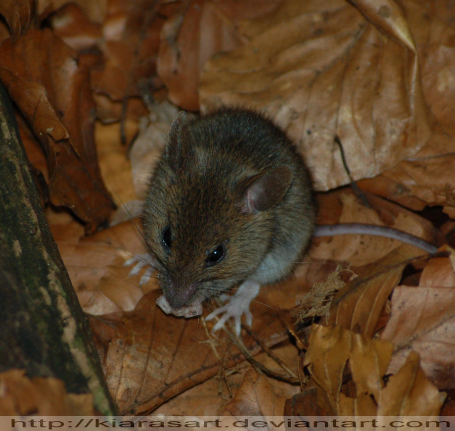 wild baby mouse 2