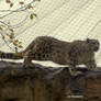 Snow leopard climbing