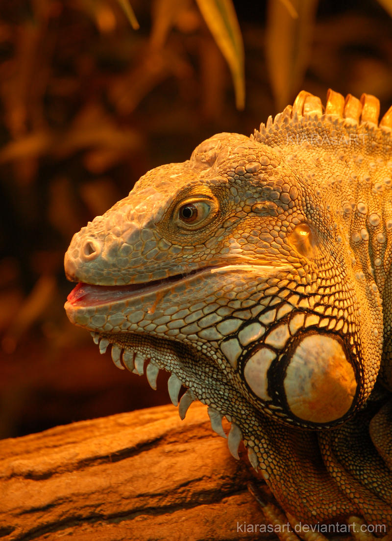 golden iguana face