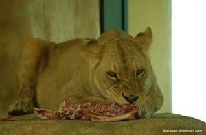 lion's lunch