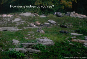 How many wolves do you see?