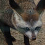 bat eared fox