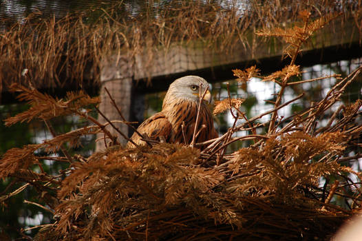 her majesty red kite