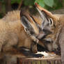 bat eared fox pile