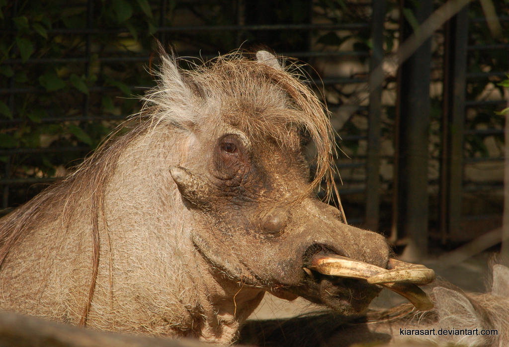 Warthog