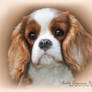 Cavalier Puppy