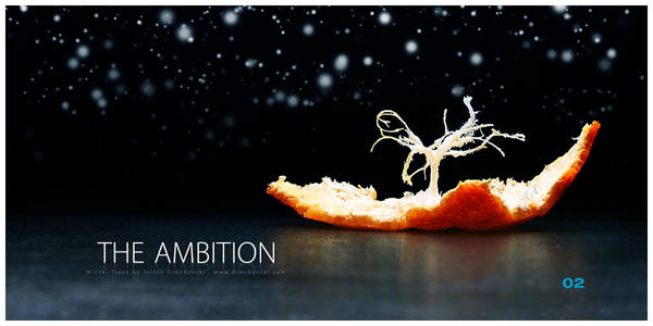 Winter Trees: The Ambition
