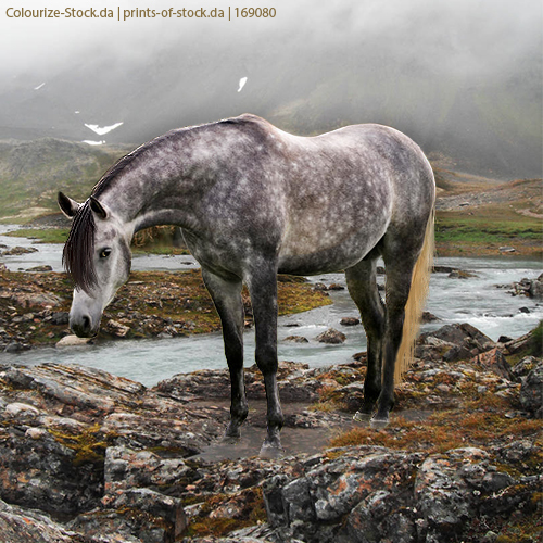 HEE Horse Art - Grey Mist