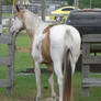 Buckskin Pinto 3