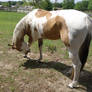 Buckskin Pinto 8