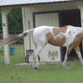 Buckskin Pinto 12