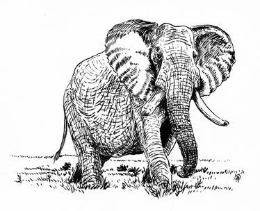 Elephant