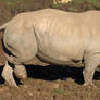 Rhino 01