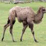 Camel 01