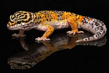 Leopard Gecko 01