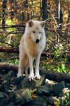 Arctic Wolf by iwolf1