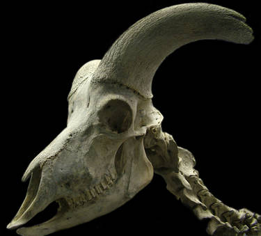 goat skull