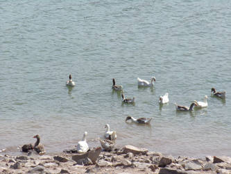 Herd of geese