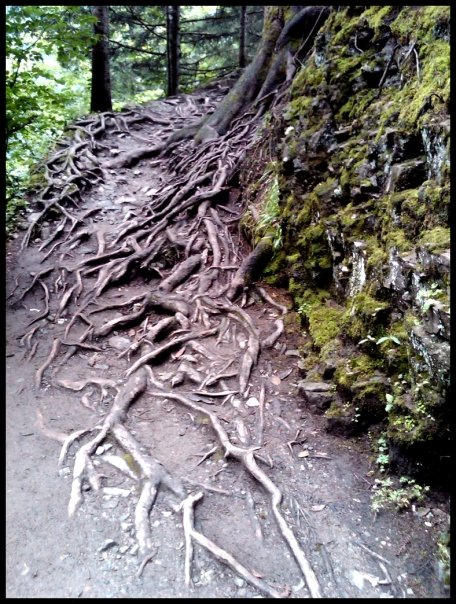 ghost roots... by purplecubidos on DeviantArt