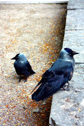 jackdaws