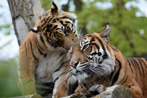 Tender tigers