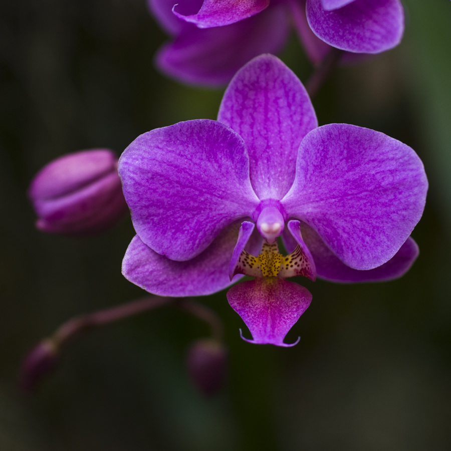 MOBOT: Orchid VIII