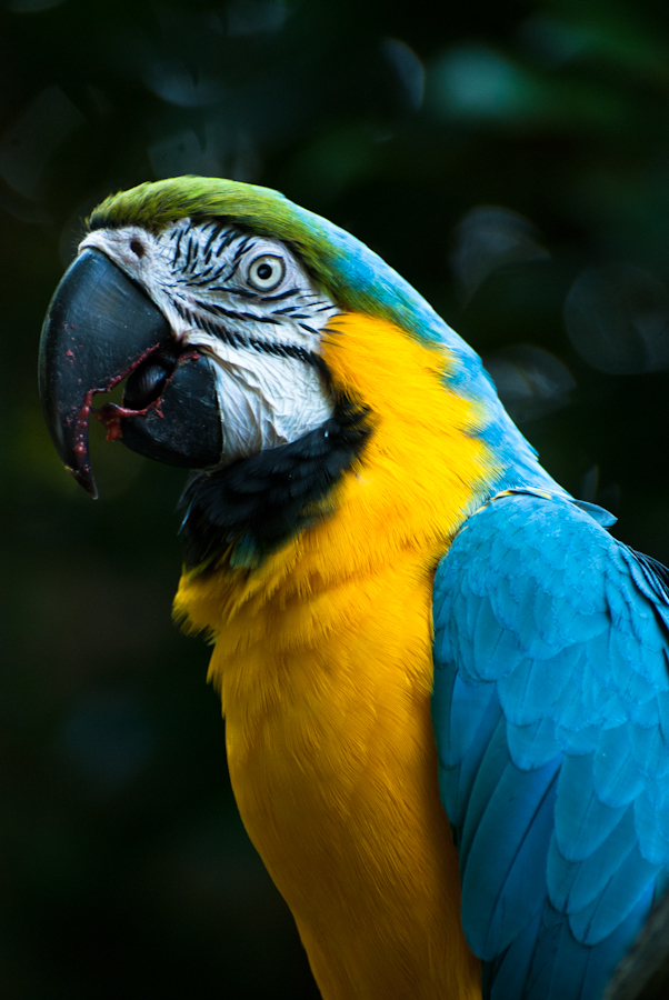 STL Zoo: Parrot I