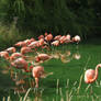 Whipsnade - Flamingos