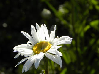 Flower Light