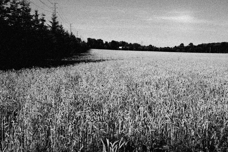 Field of Grain