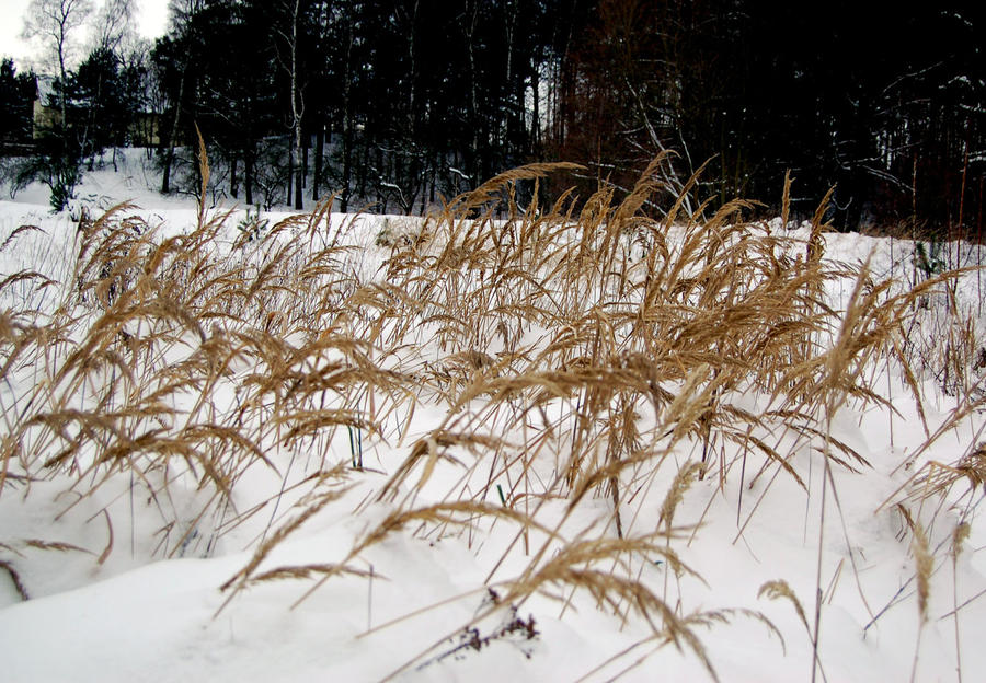 Long reed by Emotion-Catcher on DeviantArt