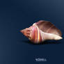 SeaShell