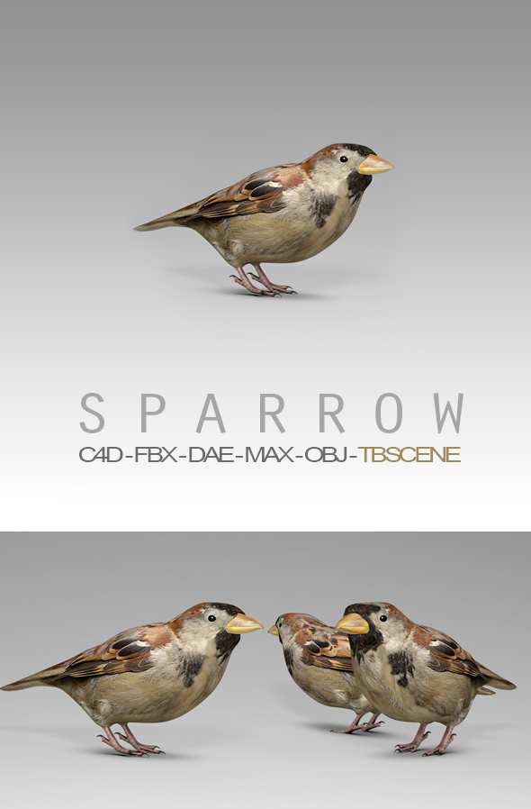 House Sparrow Model