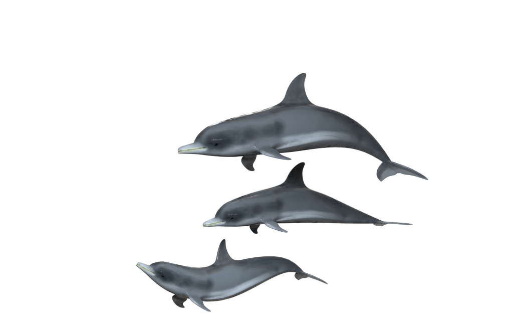 Dolphins Transparent Background