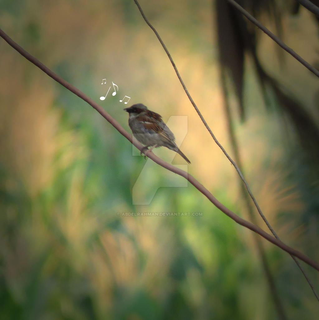 Sparrow