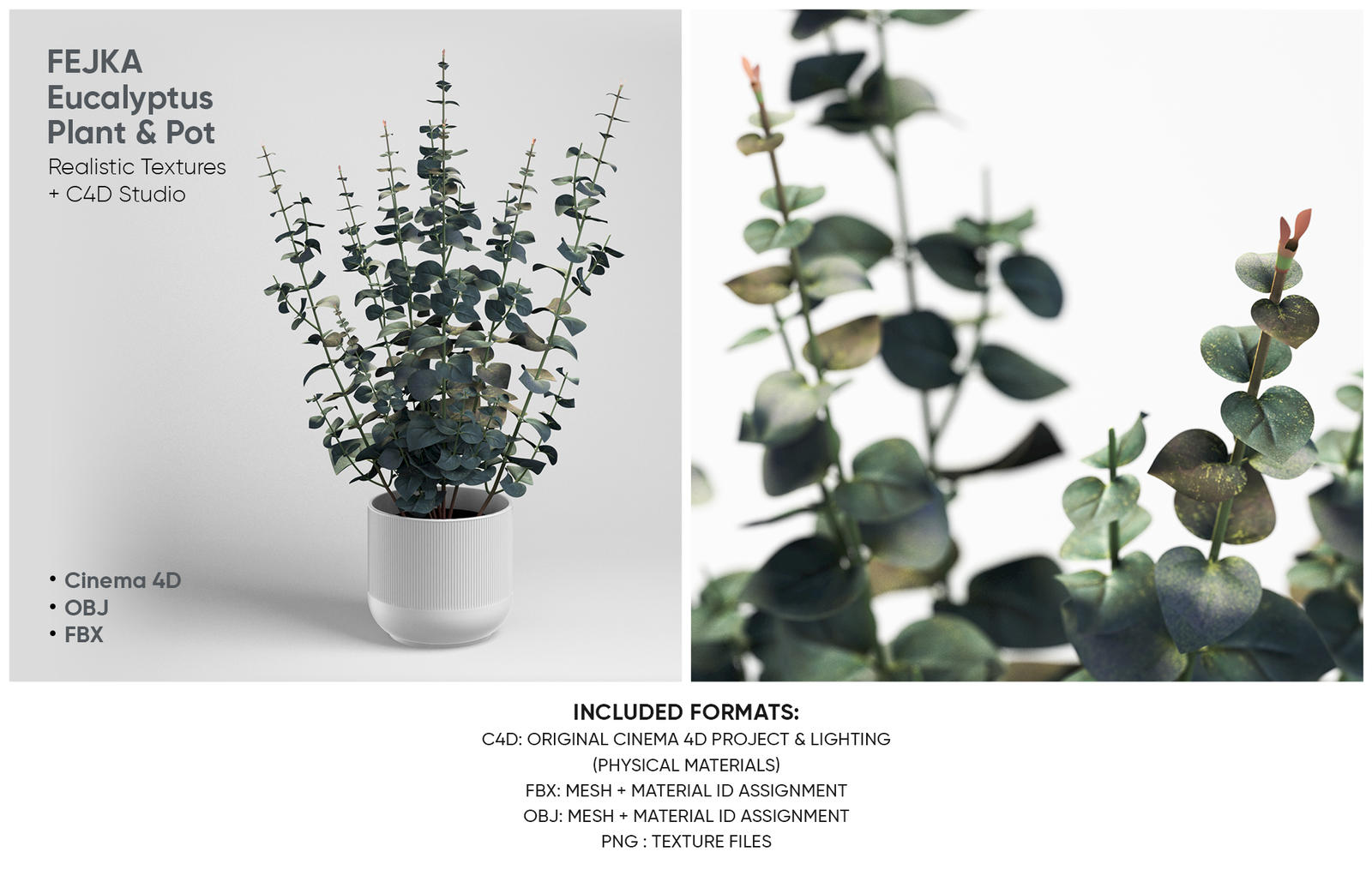 Realistic Eucalyptus Plant 3D Model Download