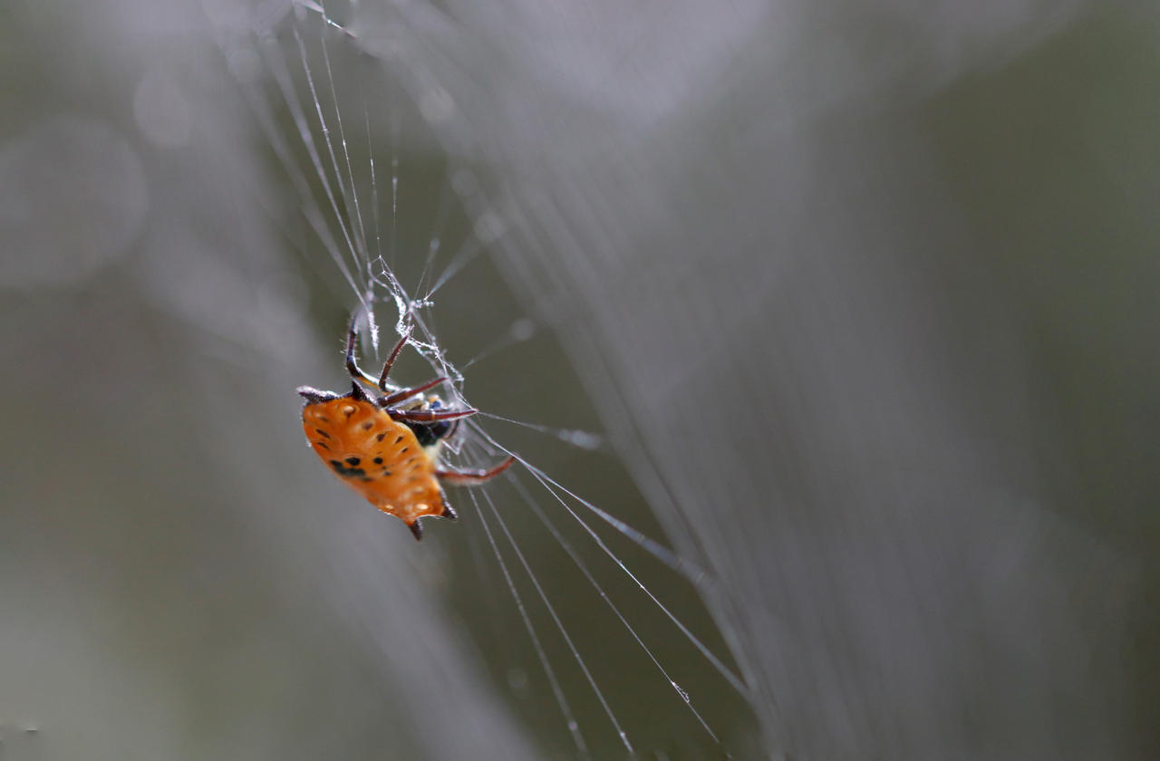 Painted Shield Spider by zaczacattack on DeviantArt