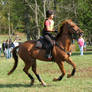 Chestnut Eventing Horse: Stock