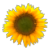 Sunflower Avatar