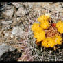 Cactus In The Summer Heat